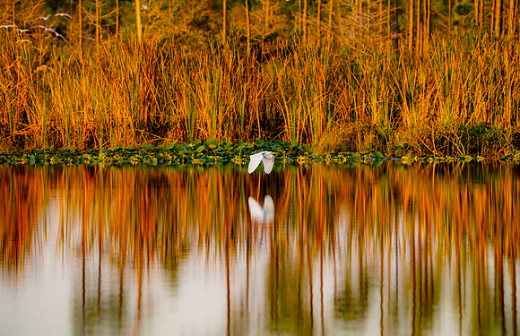 Great white Egret , Hungry Land preserve , 1.25