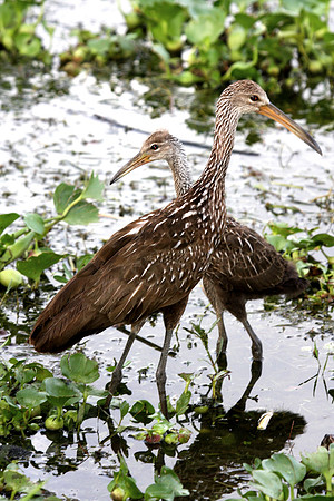 Limpkins