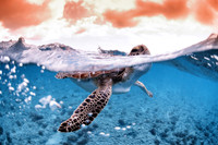 "Lucky" The Green sea Turtle 5.23