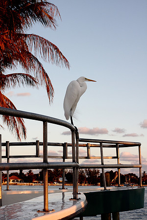 White Heron