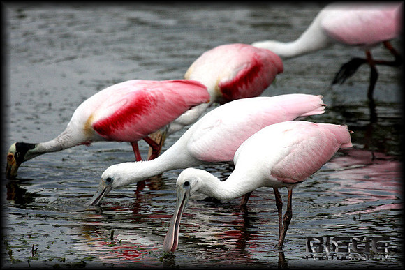 Rosetta Spoonbills