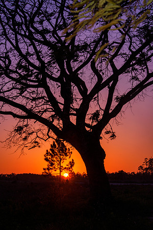 ' Tree of Life" Hobe Sound Fl 2021