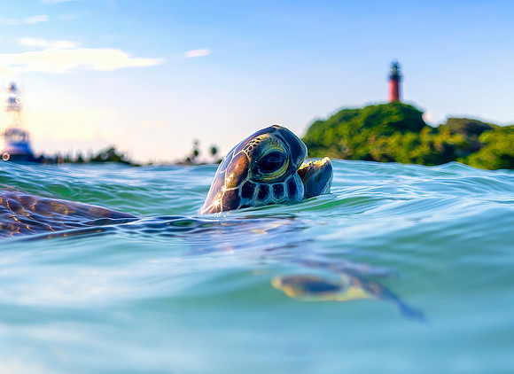 Turtle Breath at the lighthouse , Jupiter Fl 11.23
