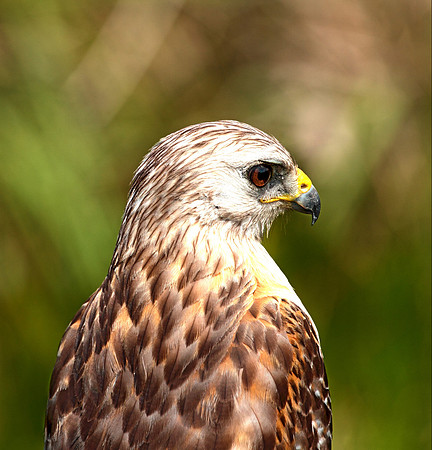 "Red Shouldered Hawk"