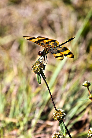 Dragon Fly