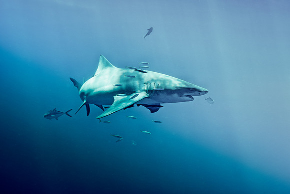 Lemon shark , Jupiter fl