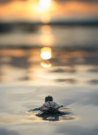 My best selling image "Hope"
