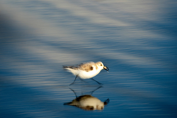 Sanderling in the Hobe Sound Refuge