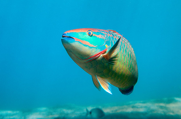 Rainbow Parrot Fish, palm beach fl 3.20