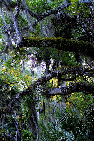 Heavy forest