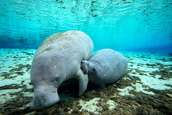 Baby Manatee feeding in the Florida springs 12.2020