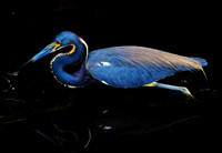 Tri Colored Heron 4.24