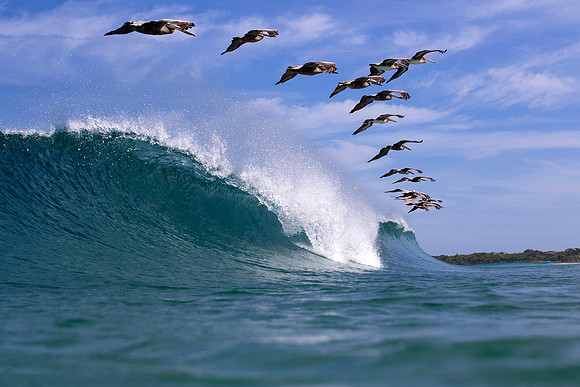 Pelican wave , Costa Rica