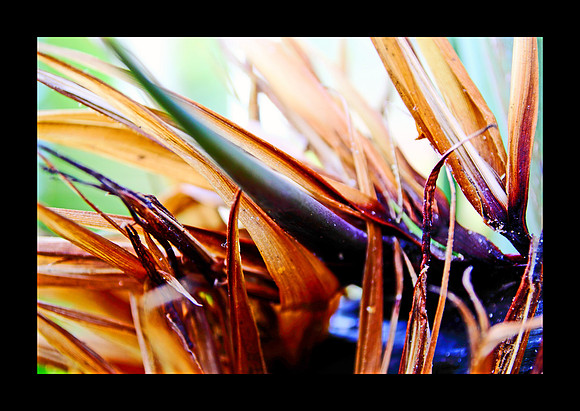 Colorful palm