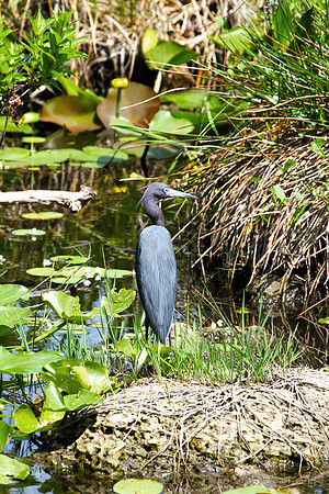 Little Blue Heron