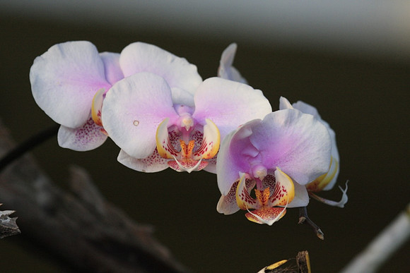 Wild Orchid