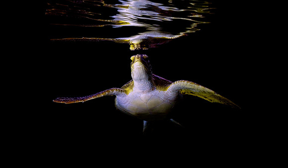 "Across space and time" Singer Island Fl 8.24