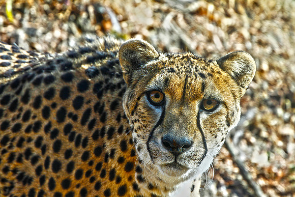 Cheetah