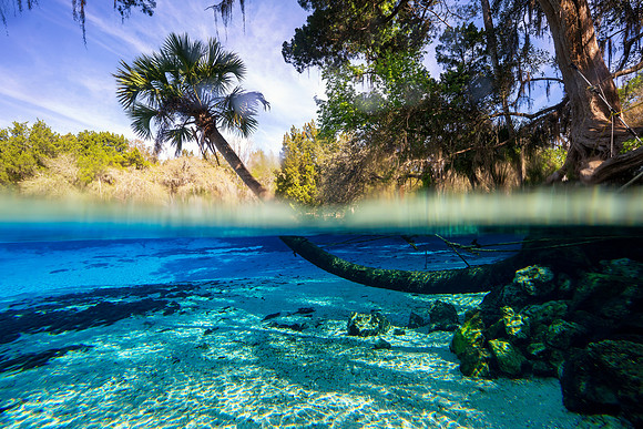 Magical underwater Palm, Ocala Fl 3.22